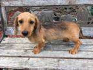 Dachshund Puppy for sale in Saint Peters, MO, USA