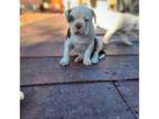 American Bulldog Puppy for sale in Santa Ana, CA, USA