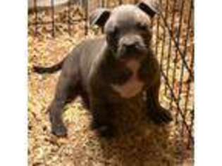 Mutt Puppy for sale in Akron, NY, USA