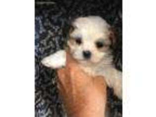 Mal-Shi Puppy for sale in Rutland, IL, USA