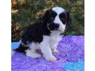 Cavachon Puppy for sale in Millersburg, OH, USA