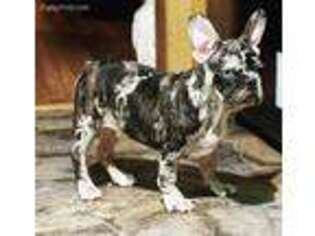 French Bulldog Puppy for sale in Maggie Valley, NC, USA