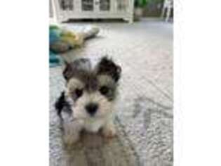 Mutt Puppy for sale in Fairhope, AL, USA