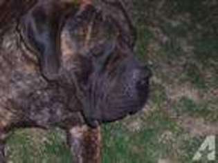 Mastiff Puppy for sale in YOUNGSTOWN, OH, USA