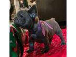 French Bulldog Puppy for sale in Griffin, GA, USA