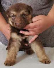 German Shepherd Dog Puppy for sale in WINNEMUCCA, NV, USA