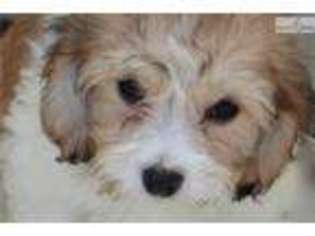 Cavachon Puppy for sale in Madison, WI, USA