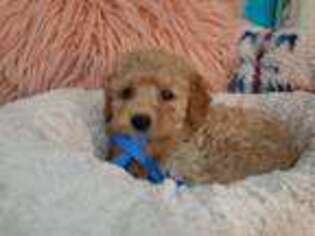 Labradoodle Puppy for sale in Conway, SC, USA