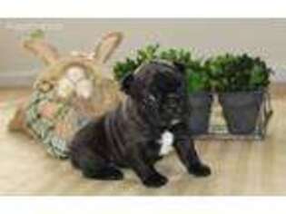 French Bulldog Puppy for sale in Lenoir City, TN, USA