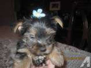 Yorkshire Terrier Puppy for sale in SILVER SPRING, MD, USA