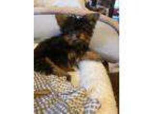 Yorkshire Terrier Puppy for sale in Coal Township, PA, USA