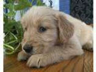 Golden Retriever Puppy for sale in Lynbrook, NY, USA