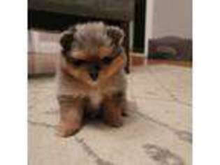 Pomeranian Puppy for sale in Middletown, NY, USA