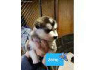 Alaskan Malamute Puppy for sale in Elizabethtown, PA, USA