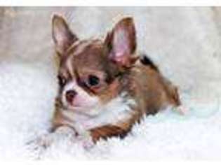 Chihuahua Puppy for sale in Bristol, TN, USA
