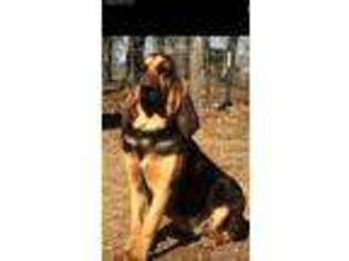 Bloodhound Puppy for sale in Carrollton, MS, USA