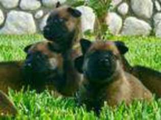 Belgian Malinois Puppy for sale in Ontario, CA, USA