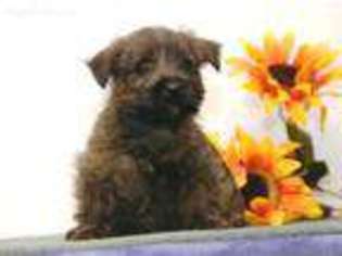 Cairn Terrier Puppy for sale in New Holland, PA, USA