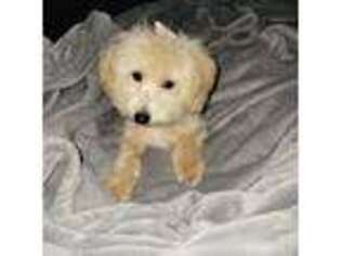 Mutt Puppy for sale in Yonkers, NY, USA