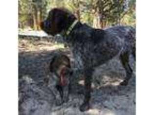 Wirehaired Pointing Griffon Puppy for sale in Bend, OR, USA