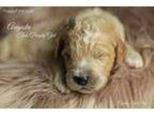 Goldendoodle Puppy for sale in Lancaster, MN, USA
