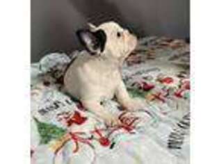 French Bulldog Puppy for sale in Decatur, TX, USA