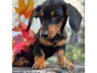 Dachshund Puppy for sale in Akron, OH, USA