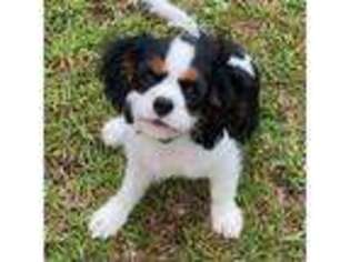 Cavalier King Charles Spaniel Puppy for sale in Washington, NC, USA