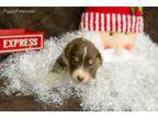 Australian Shepherd Puppy for sale in Jefferson City, TN, USA