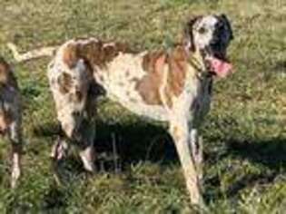 Great Dane Puppy for sale in Pattonsburg, MO, USA