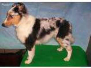 Shetland Sheepdog Puppy for sale in Coopersburg, PA, USA