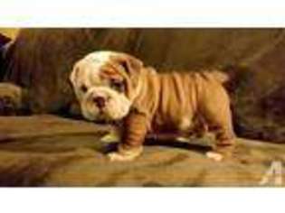 Bulldog Puppy for sale in NATIONAL CITY, CA, USA