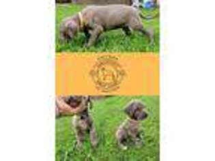 Great Dane Puppy for sale in Chippewa Falls, WI, USA