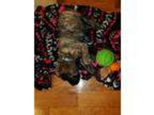 Mastiff Puppy for sale in Louisa, KY, USA