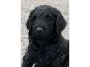 Goldendoodle Puppy for sale in Honesdale, PA, USA