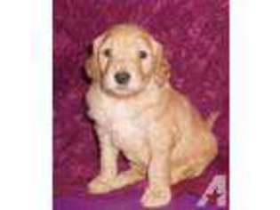 Goldendoodle Puppy for sale in GEORGETOWN, KY, USA