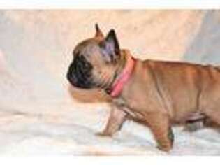 French Bulldog Puppy for sale in Steamboat Springs, CO, USA