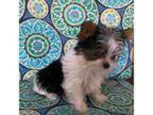 Yorkshire Terrier Puppy for sale in Millbrook, AL, USA