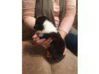 Pembroke Welsh Corgi Puppy for sale in Rocky Mount, VA, USA