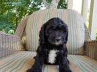 Cavapoo Puppy for sale in Paradise, PA, USA
