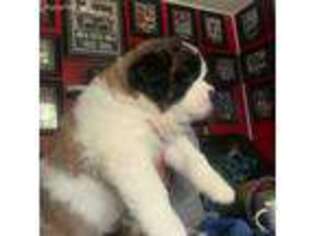 Saint Bernard Puppy for sale in Derry, NH, USA