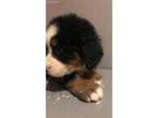 Bernese Mountain Dog Puppy for sale in Novi, MI, USA