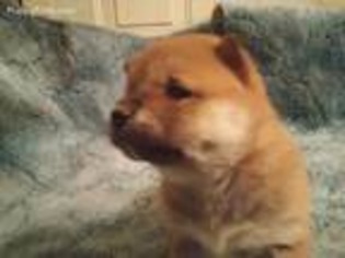 Shiba Inu Puppy for sale in Mayville, NY, USA