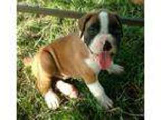 Boxer Puppy for sale in Elba, AL, USA