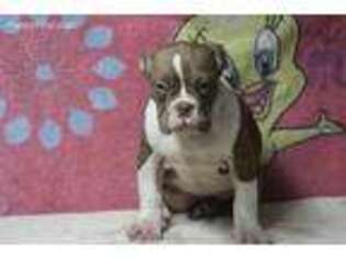 Mutt Puppy for sale in Southaven, MS, USA