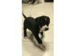 Great Dane Puppy for sale in Williamstown, NJ, USA