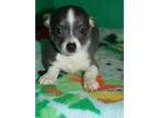 Chihuahua Puppy for sale in Paterson, NJ, USA