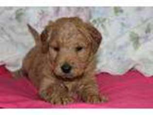 Goldendoodle Puppy for sale in Auburn, IN, USA