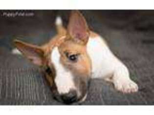 Bull Terrier Puppy for sale in Raymore, MO, USA
