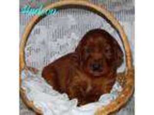 Irish Setter Puppy for sale in Morrison, TN, USA